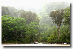 for&ecirc;t tropicale humide