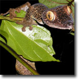 Uroplatus fimbriarus